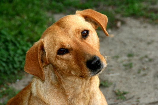 Cuidados y atenciones esenciales para perros mestizos en casa
