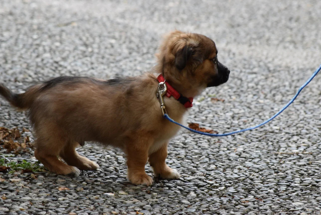 Errores Comunes al Manipular la Correa de los Perros