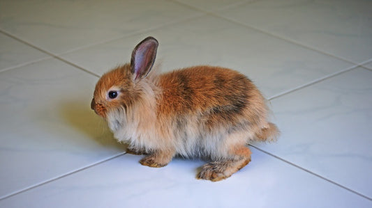 ¿Como se debe cuidar a un conejo mascota en casa?