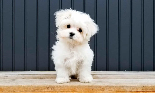 Cómo debo cuidar a mi perro para que sea feliz