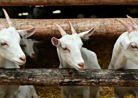 Principales Enfermedades de las Cabras en México y su Control Veterinario