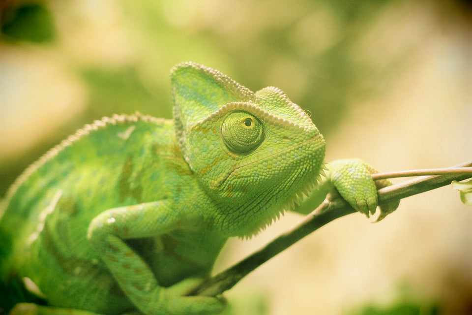 Consejos y recomendaciones para cuidar a un camaleón mascota
