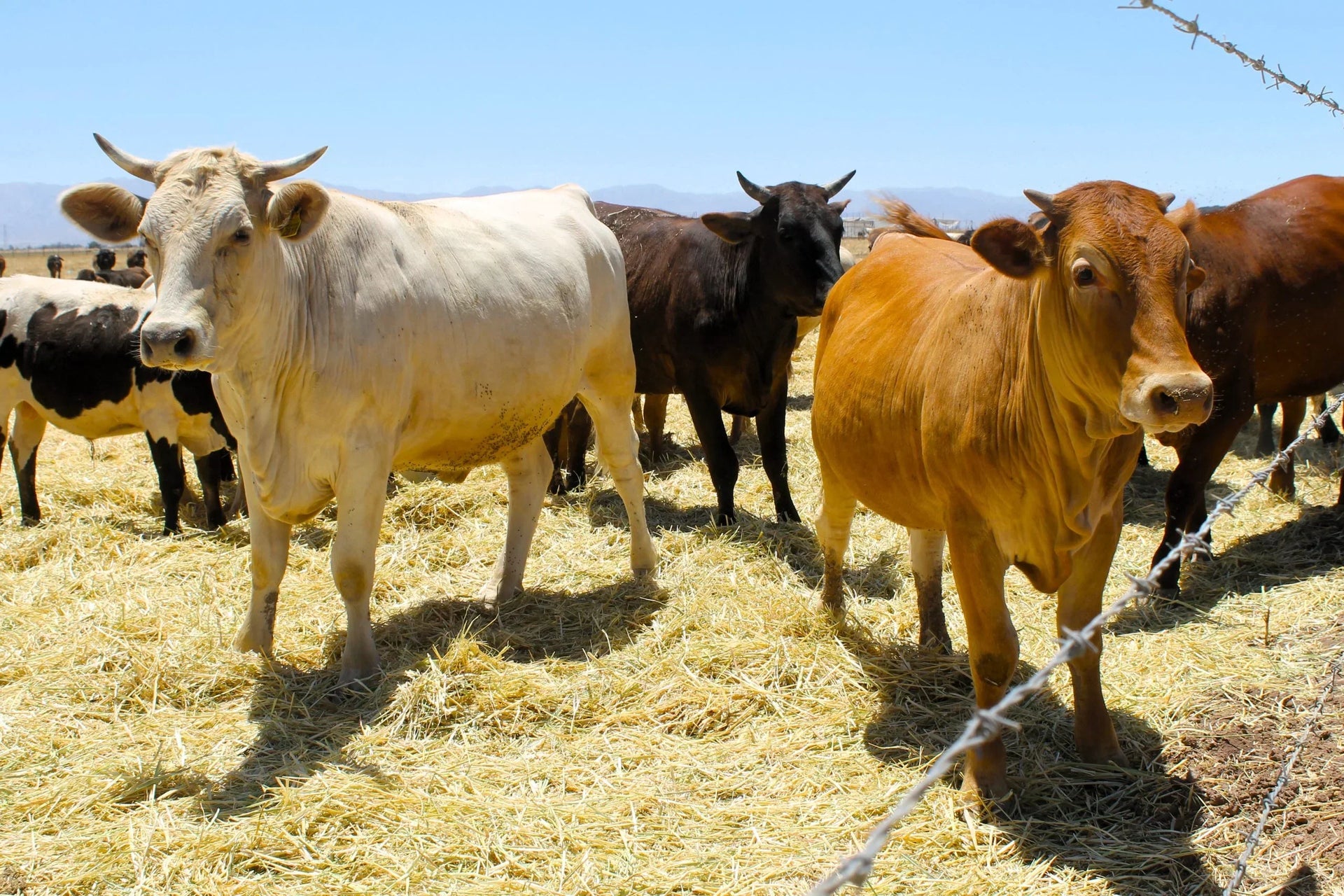 Medidas de prevención contra brotes de gusano barrenador en la ganadería