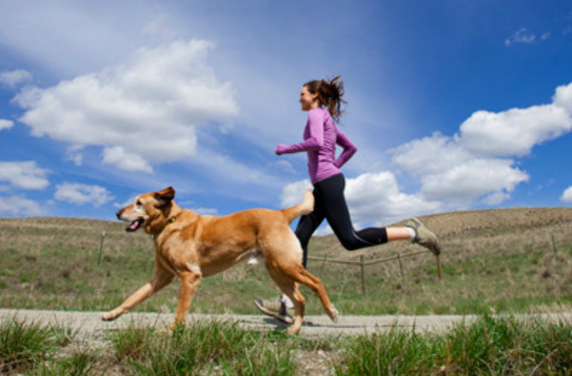 Recomendaciones para salir a correr con el perro