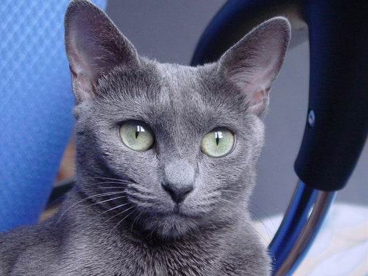 Consejos para cuidar un gato azul ruso