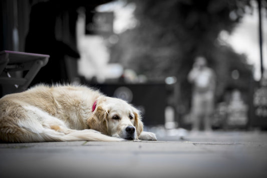 Cómo afrontan las mascotas el duelo e importancia del apoyo veterinario