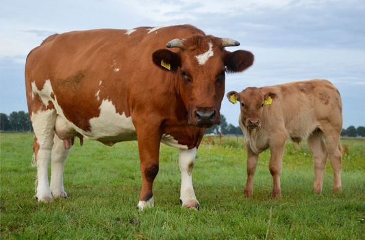 Nutrición de la vaca lechera y aprovechamiento pecuario