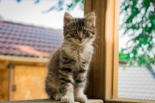 Gatos mascota que no tienen el crecimiento adecuado, causas y tratamiento
