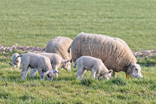 Cómo detectar el dolor en los animales de granja
