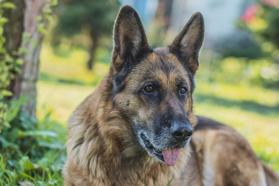 Cuáles son las mejores razas de perro para el pastoreo
