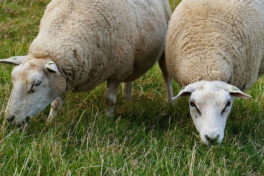 Nutrición que deben seguir los animales de granja