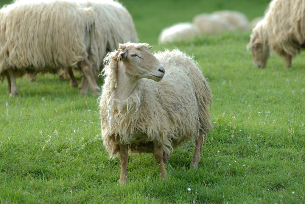 Claves para el buen cuidado del ganado ovino