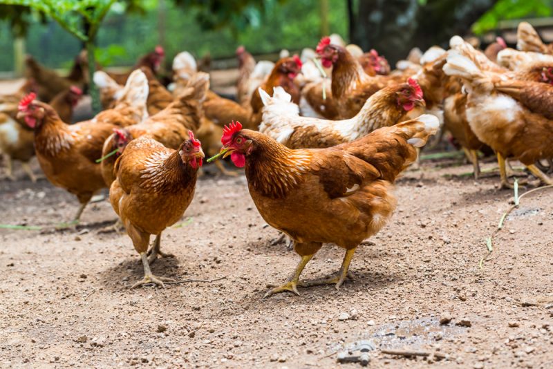 Principales parásitos que afectan a las aves de corral