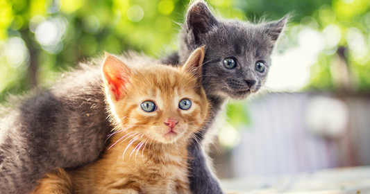 Los cinco mejores consejos para cuidar mascotas bebé