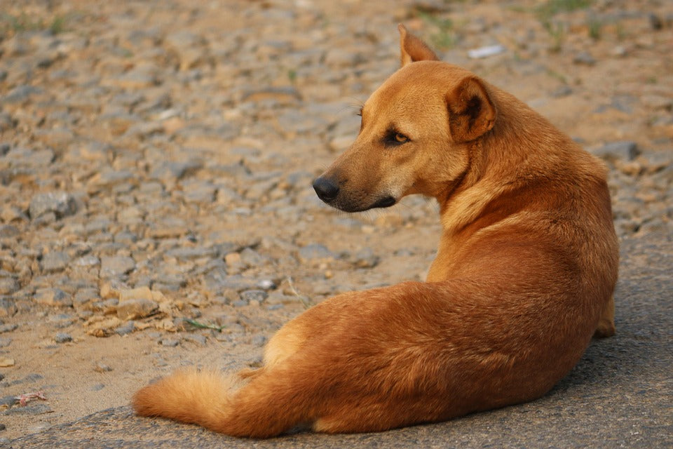 Razones por las que un perro frota el hocico y la cabeza en el pasto