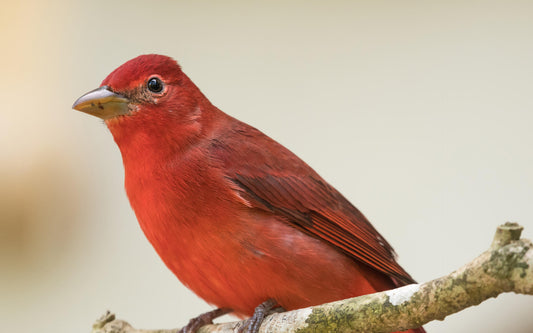 Tips para tener pájaros felices en casa
