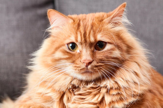 Creando el ambiente perfecto para tu gato