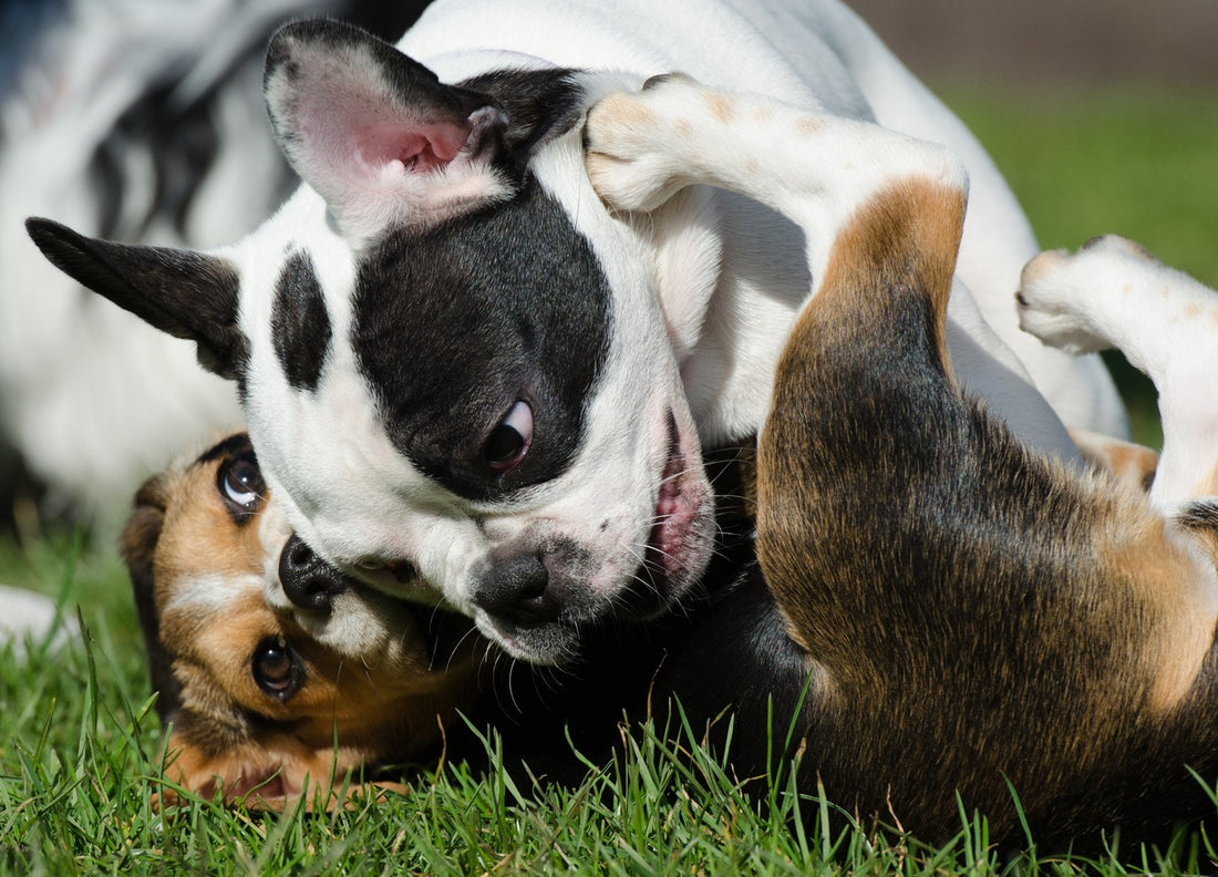 Importancia de los juguetes para los cachorros