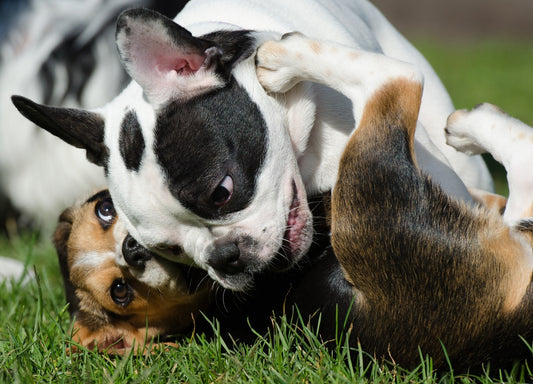 Importancia de los juguetes para los cachorros
