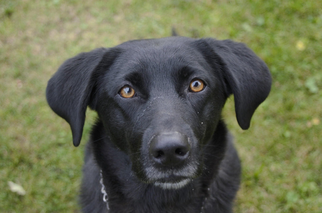 Cómo afectan las hormonas al comportamiento canino