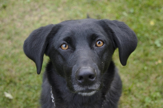 Alergias alimentarias en los perros: Diagnóstico y manejo veterinario
