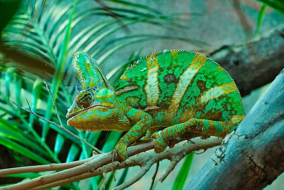 Como se debe cuidar y atender a un camaleón mascota