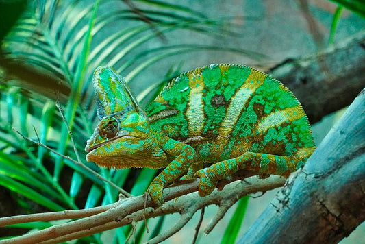 Como se debe cuidar y atender a un camaleón mascota