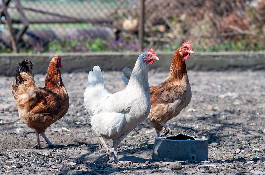 Cuáles son las enfermedades más frecuentes en los pollos