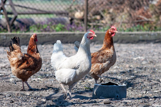 Cuáles son las enfermedades más frecuentes en los pollos
