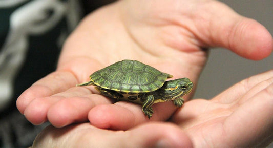 Los mejores consejos para el cuidado de las tortugas mascota