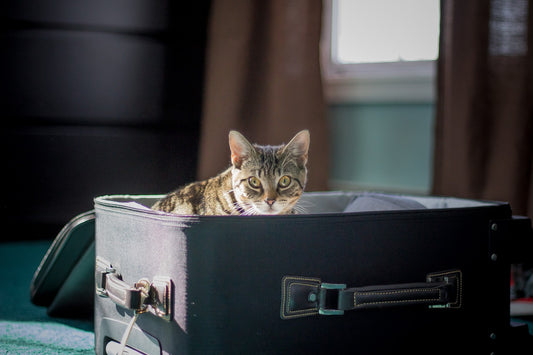Cómo puedo viajar con mi gato para ir de vacaciones