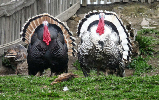 Enfermedades en el plumaje de los pavos de cría en México