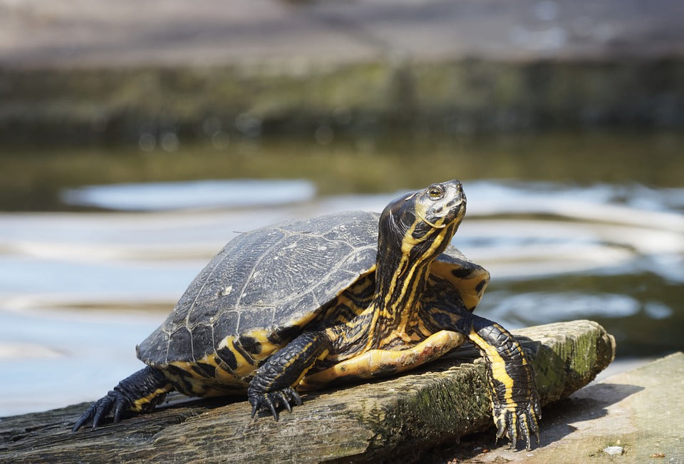 Consejos para atender a las tortugas mascotas