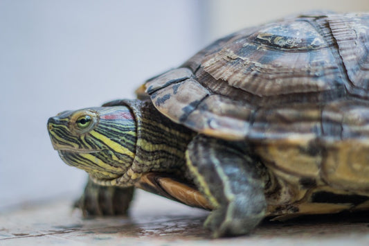 Consejos para la alimentación de las tortugas mascota