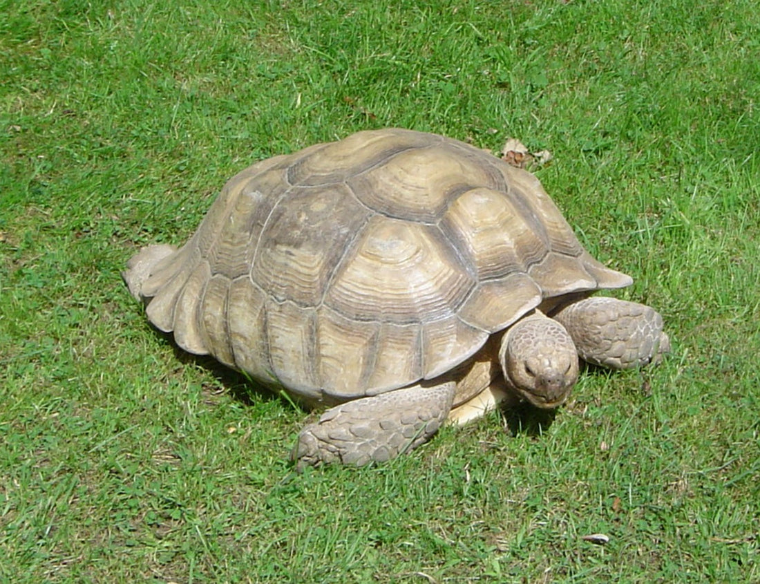 Recomendaciones para el buen cuidado de las tortugas de tierra