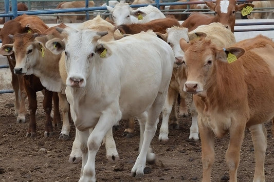 Prevención contra el Gusano Barrenador en Criaderos Bovinos