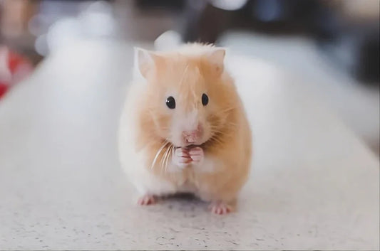 Cómo saber si tu hámster y pequeños roedores están felices: señales, cuidados y cuándo consultar al veterinario