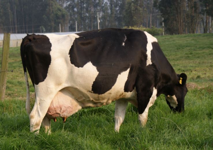 Problemas de la piel en animales domésticos y de cría