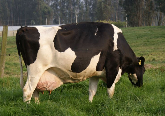 Problemas de la piel en animales domésticos y de cría