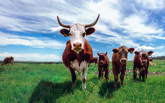 Los alcances de la tuberculosis bovina en los negocios pecuarios
