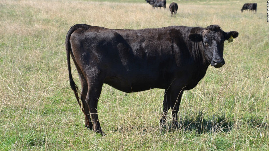 Recomendaciones para el cuidado responsable de los animales de granja