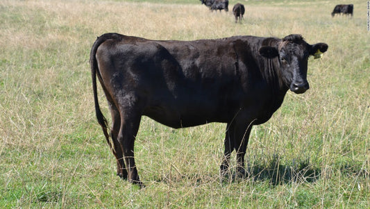Recomendaciones para el cuidado responsable de los animales de granja