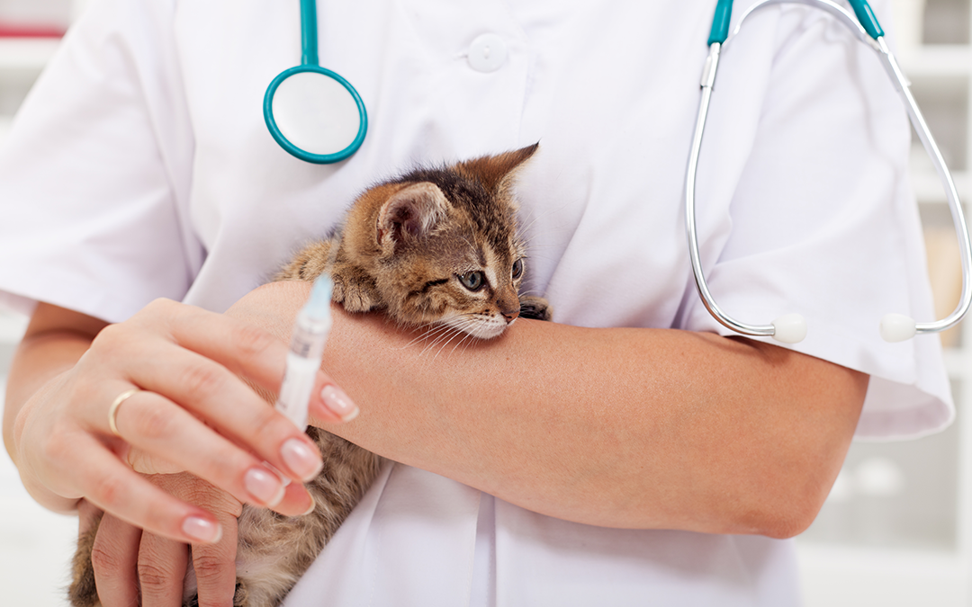 La importancia de la vacunación en gatos