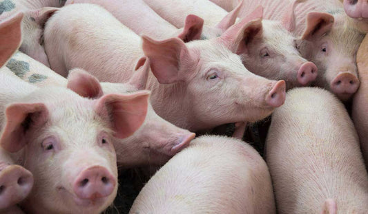 Principales enfermedades que afectan al ganado porcino