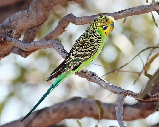 Problemas parasitarios de los periquitos australianos