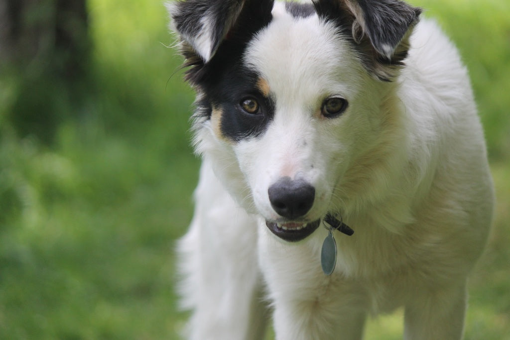 Las heces de mi perro tienen sangre ¿Por qué?
