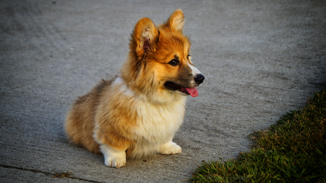 Cuidados Integrales y necesidades veterinarias del Corgi Galés de Pembroke