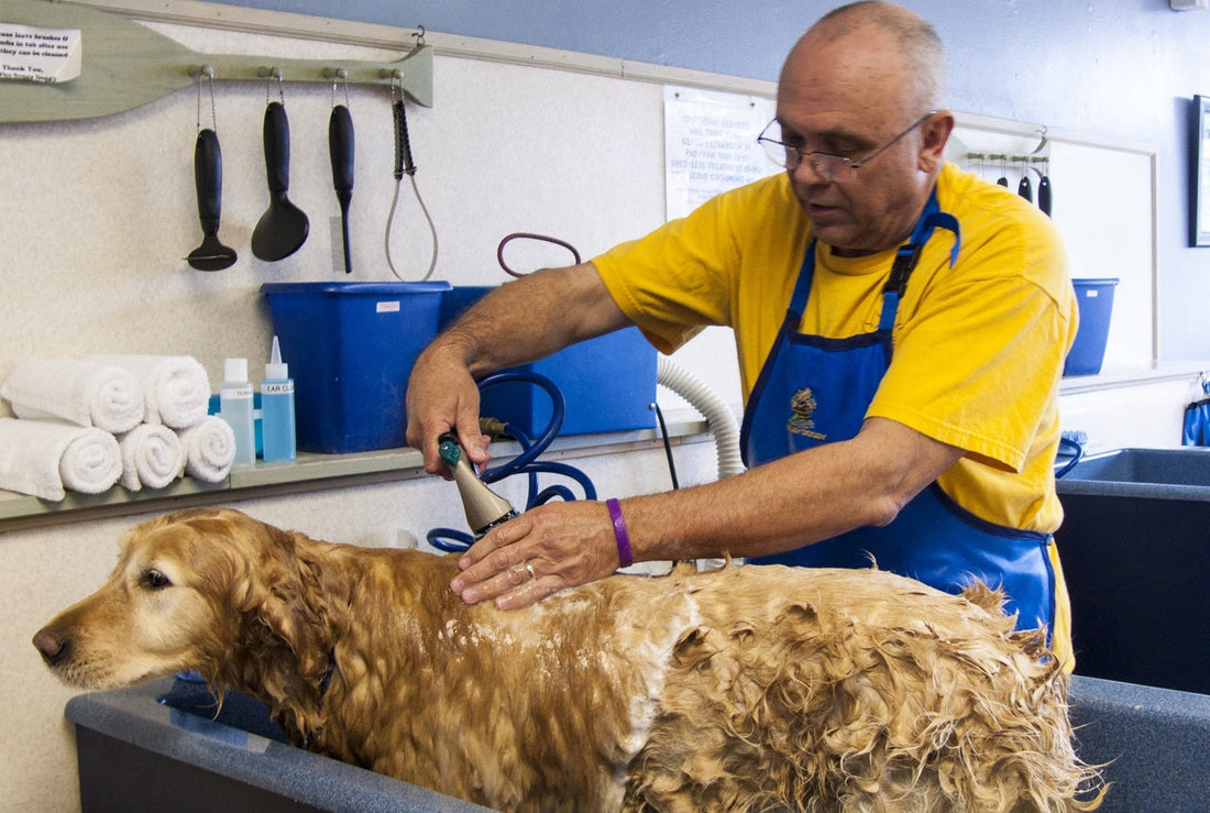 Herramientas de un veterinario: instrumentos para el cuidado de la salud animal