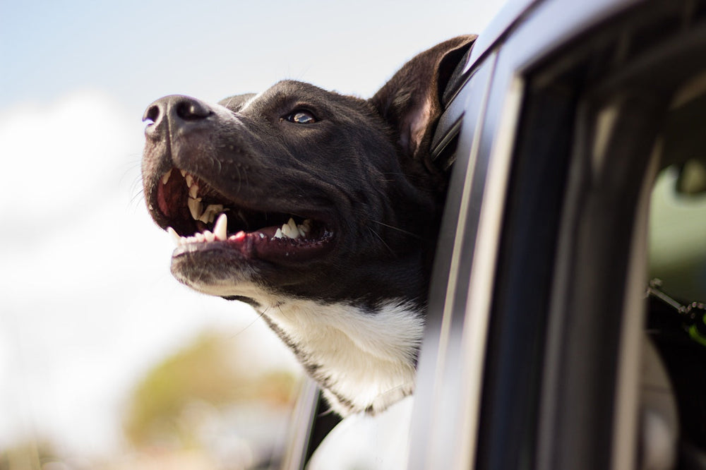 Cómo ayudar a un perro con ansiedad al viajar en automóvil