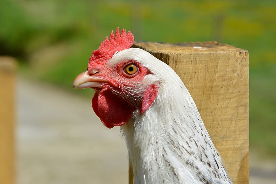 Aves de corral y coronavirus Covid 19